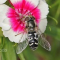 Scaeva pyrastri, female, hoverfly, Alan Prowse